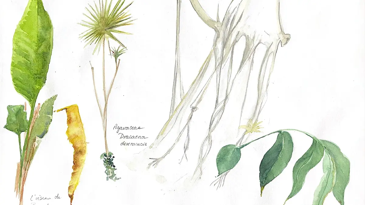 Atelier d'initiation au dessin et à l'aquarelle botanique